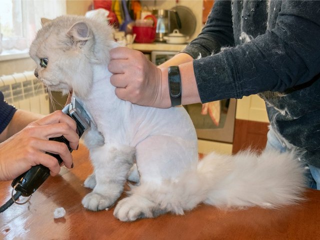 Cạo lông bằng tông đơ có ảnh hưởng đến sức khỏe của thú cưng không?